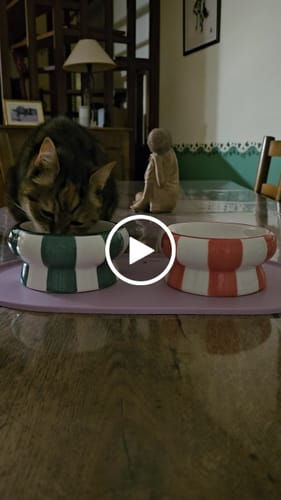 Avis vidéo d'un client sur Pâtée Chat Senior Sans Céréales - Boeuf