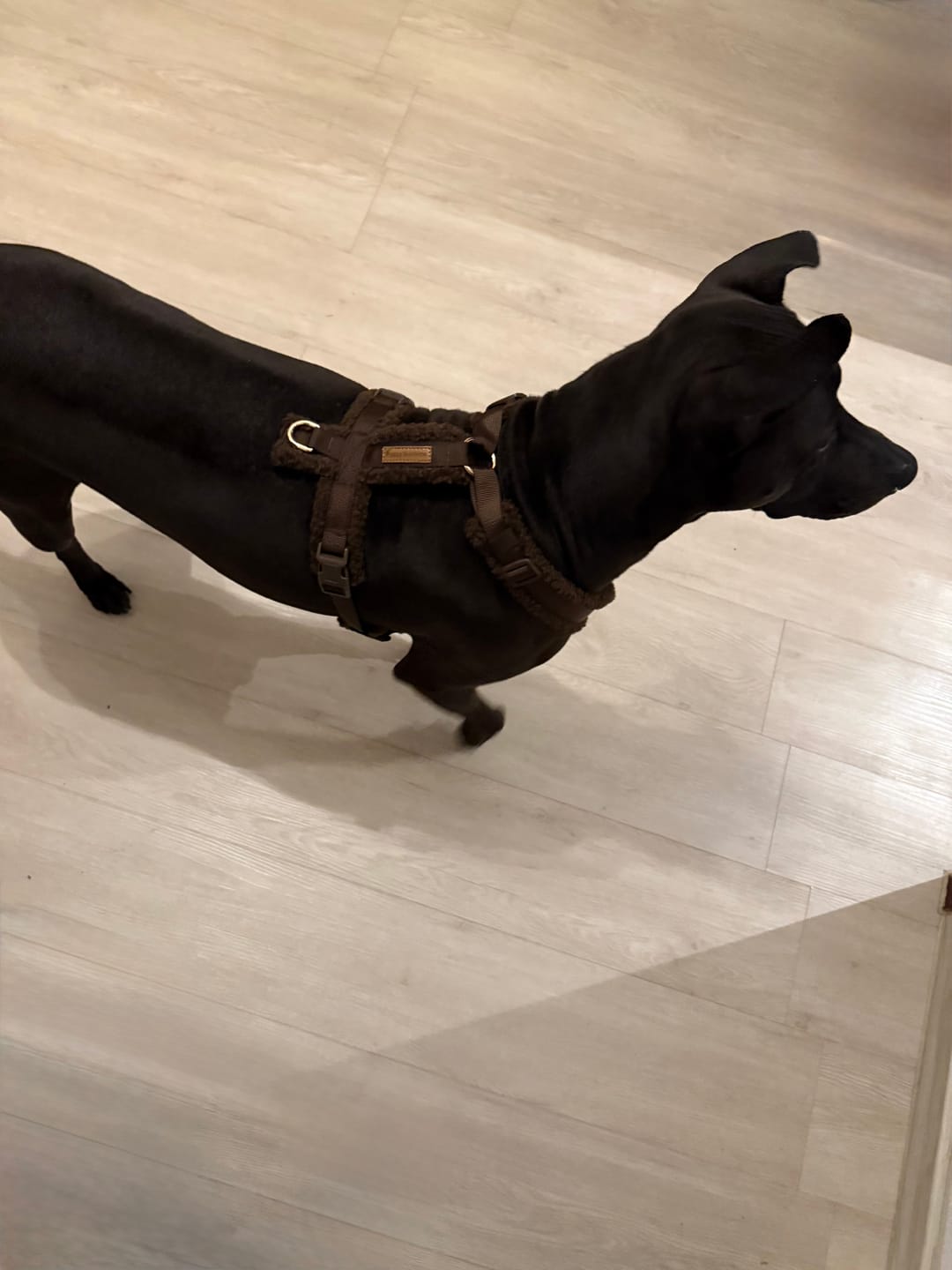 Customer photo review of Y-Geschirr mit superweichem Teddyfleece – Espresso