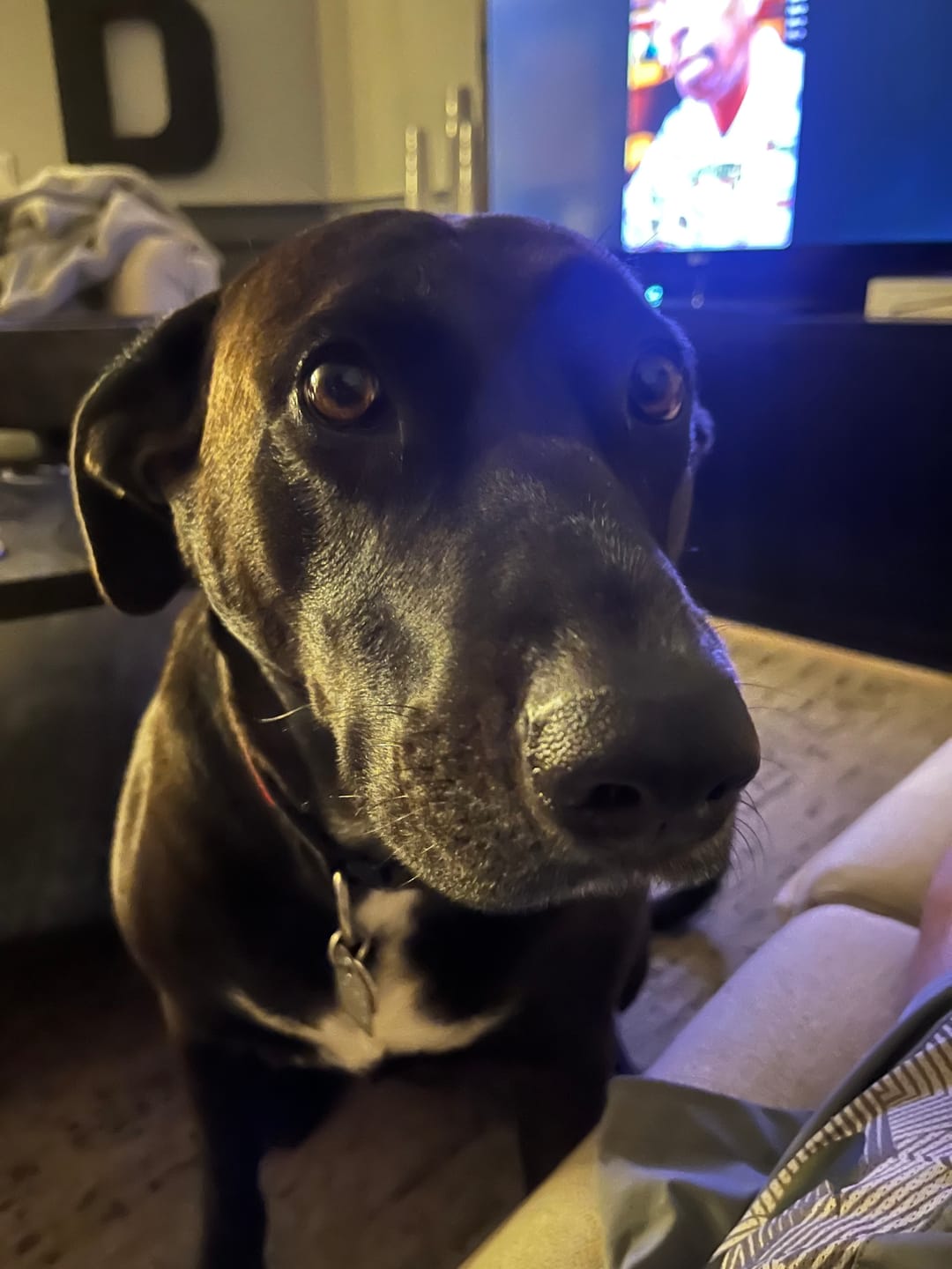 Customer photo review of 12 Inch Jumbo Braided Bully Stick
