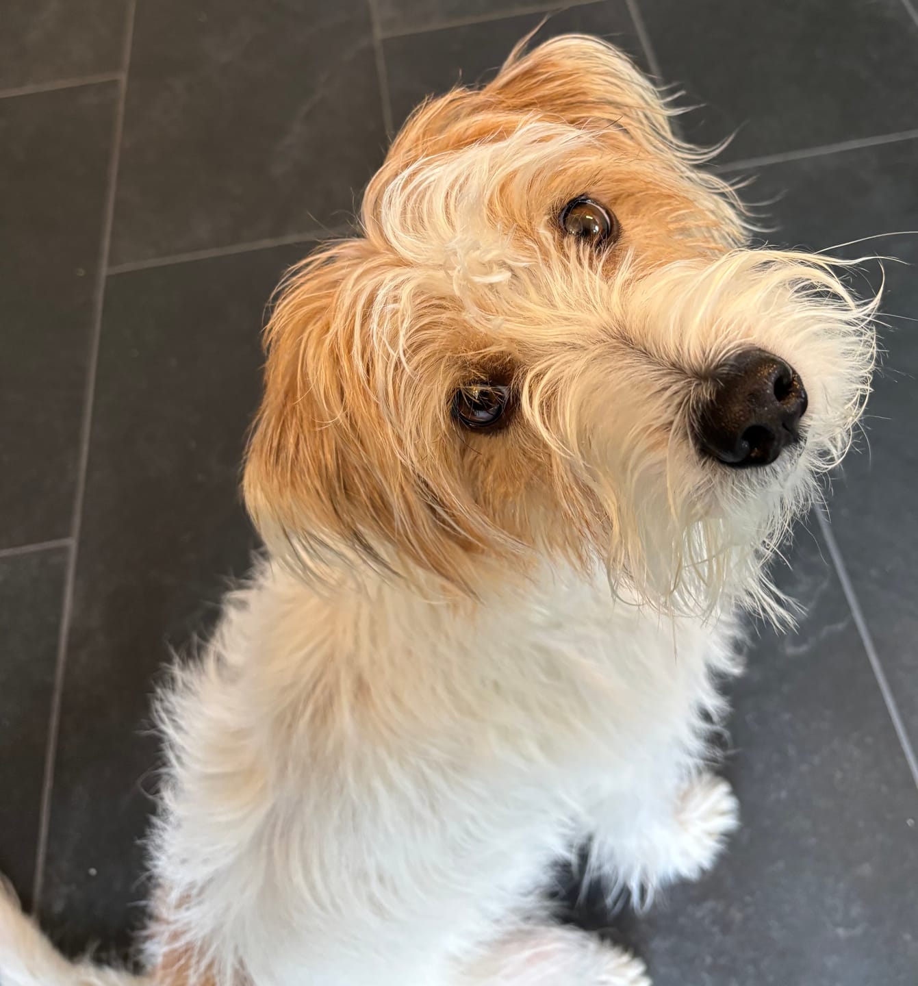 Customer photo review of Lamb Recipe for Dogs - 16oz