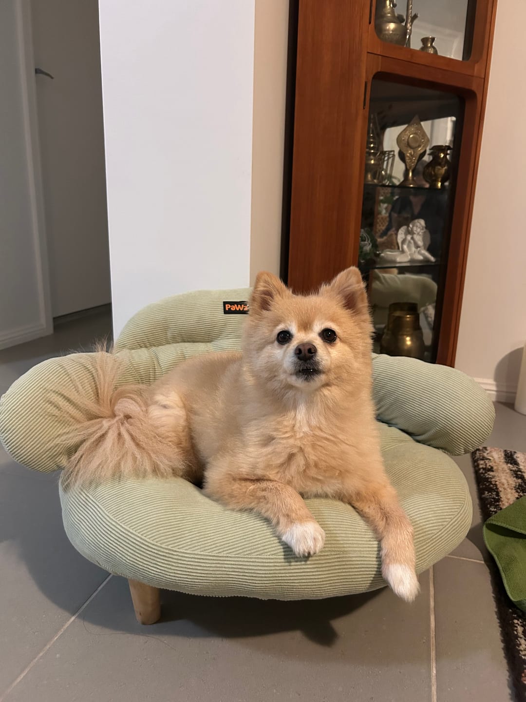 Customer photo review of CloudNest Elevated Pet Sofa Bed