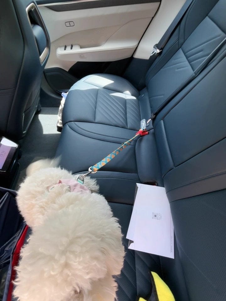 Customer photo review of Colorful Car Seat Belt Pet Leash