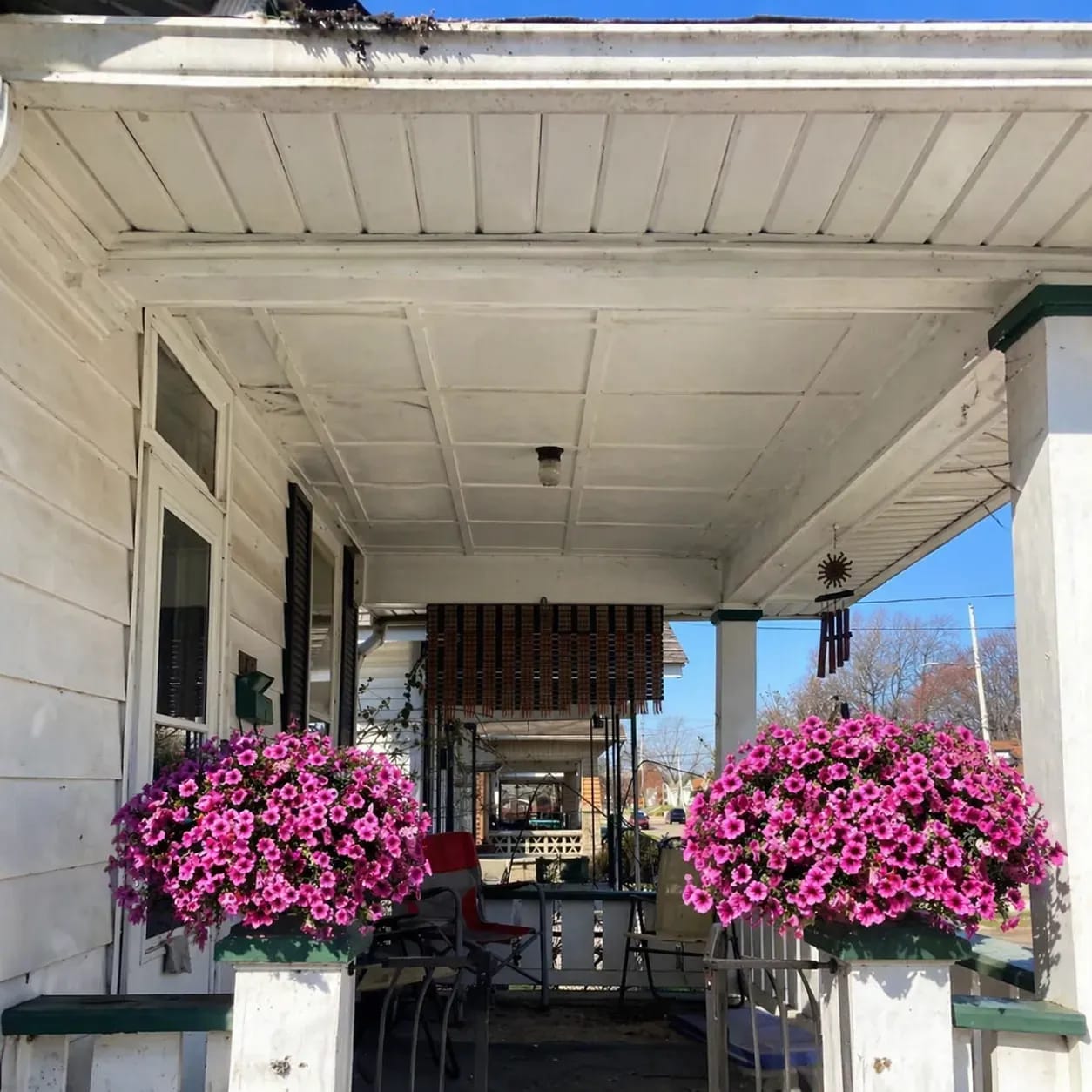 Customer photo review of 🔥Last Day 60% OFF🔥UV Resistant Artificial Petunias Flowers