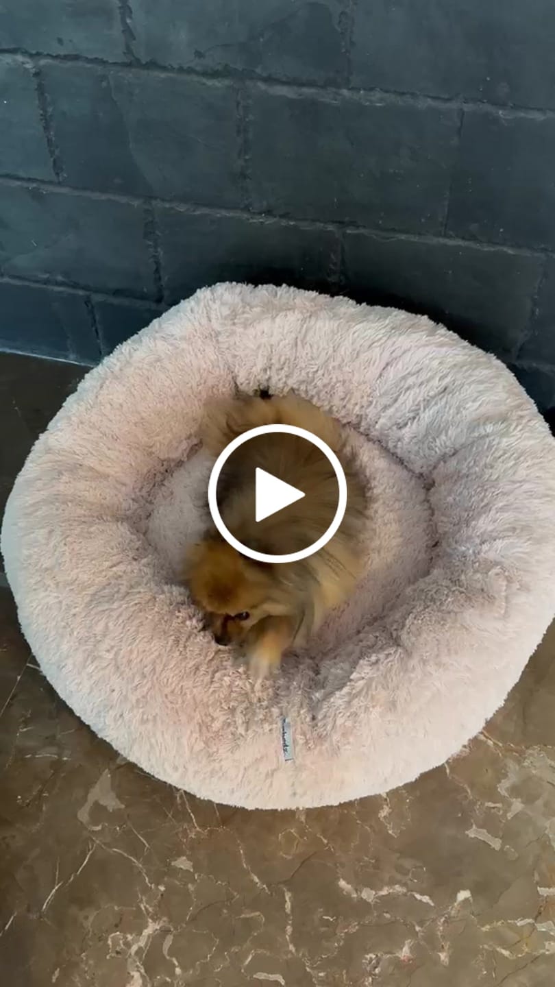 Customer video review of Cama Antiestrés para Perros