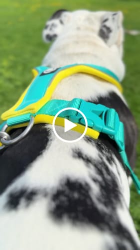 Customer video review of Slip on Harness | Foam Padded - Turquoise x Yellow