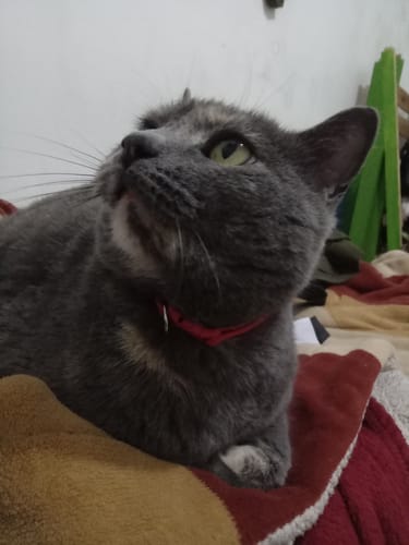 Customer photo review of Collar Remachado (Gato)