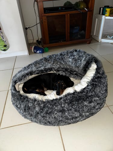 Reviewer's mini dachshund lying comfortably in the plush, charcoal Pet Cave Dog Bed.
