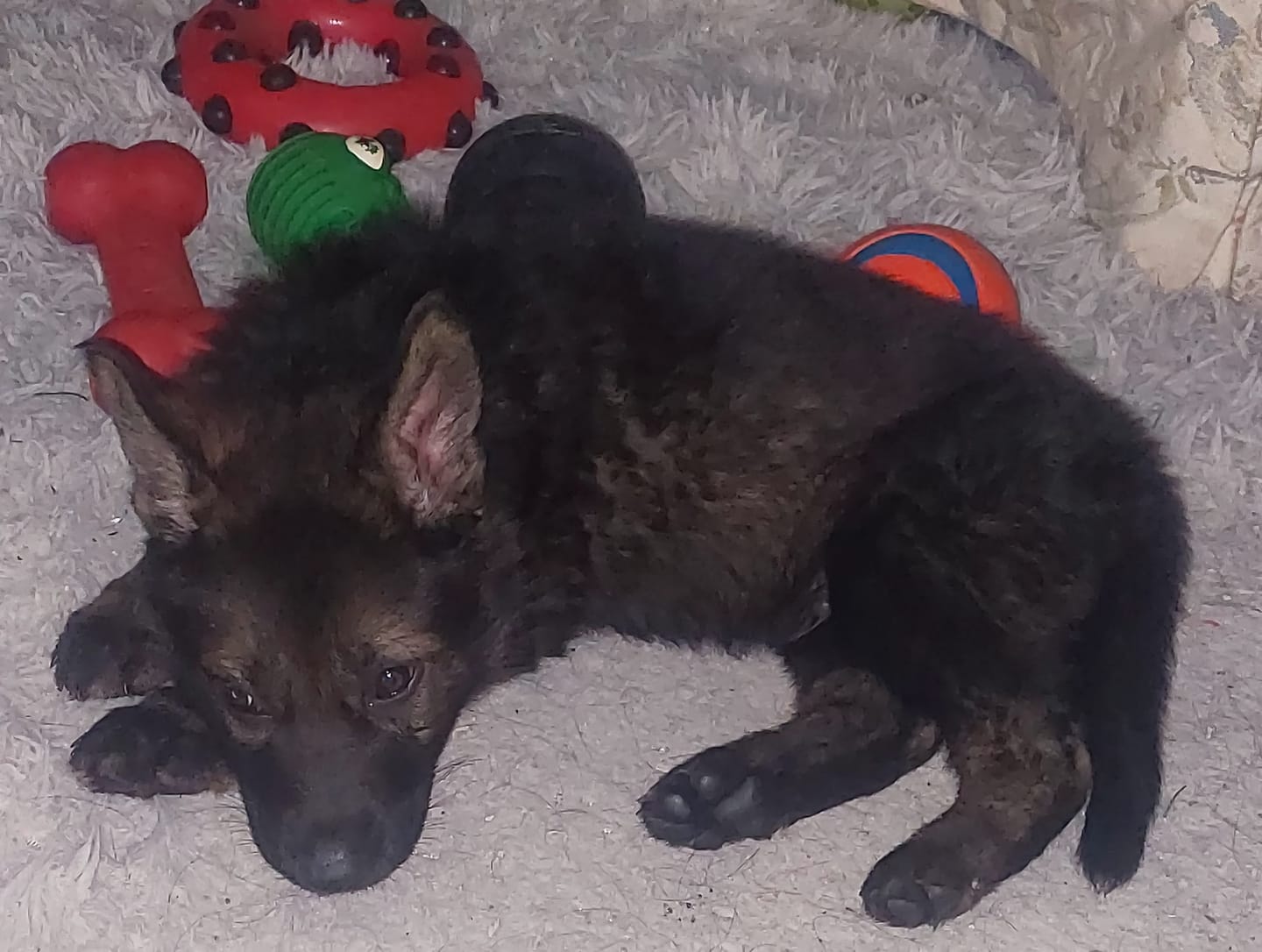 Customer photo review of Nutri Source - Puppy Starter Plus 30/21