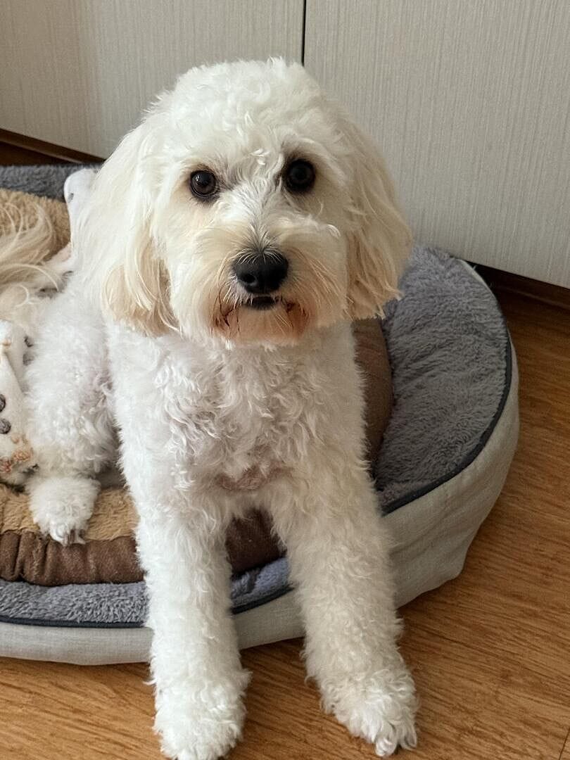Customer photo review of Best Dog Hair Clipper | Fur King 2000 | Over 200 Australia Reviews