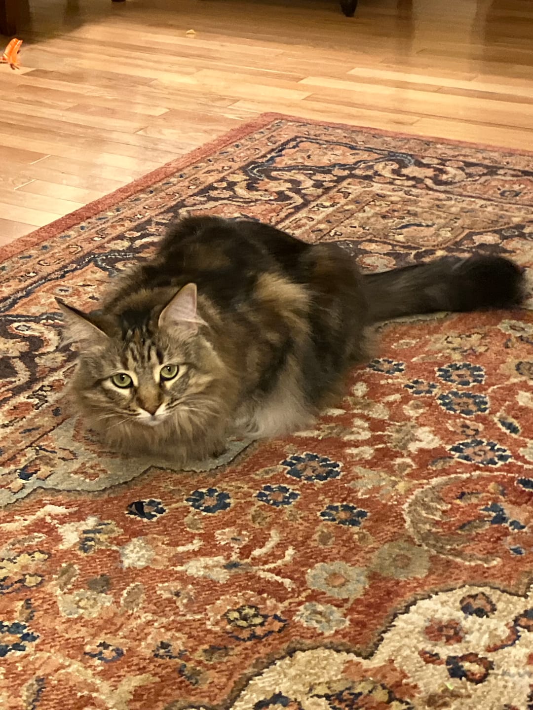 Customer photo review of Turkey Recipe for Cats - 12oz