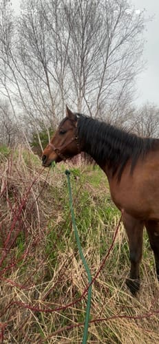 Customer photo review of Dark Brown Horse Halter - (7 Days)