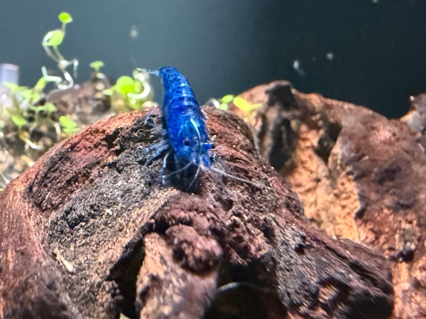 Customer photo review of Freshwater Pom Pom Crab (Ptychognathus barbatus)