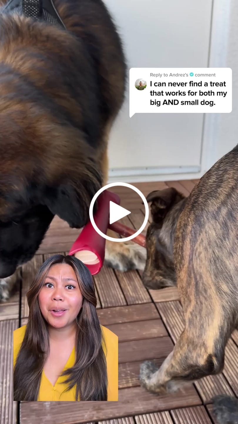 Customer video review of 12 Inch Thick Bully Stick