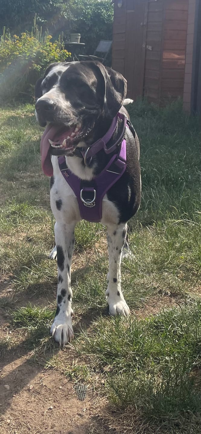 Customer photo review of Anti Pull Hurricane Harness Lighter | With Handle - Purple