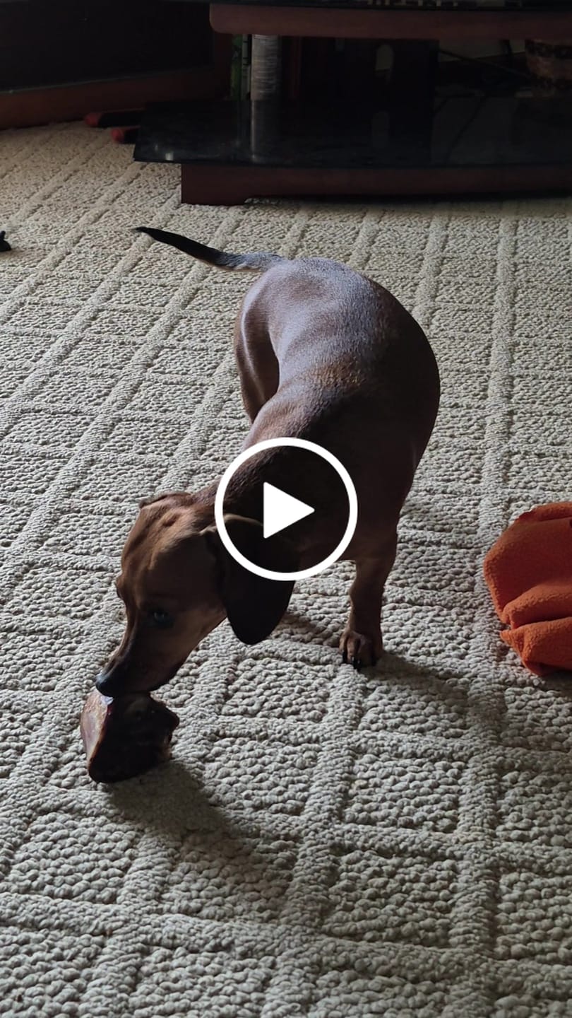 Customer video review of Erik's Mystery Chew or Treat