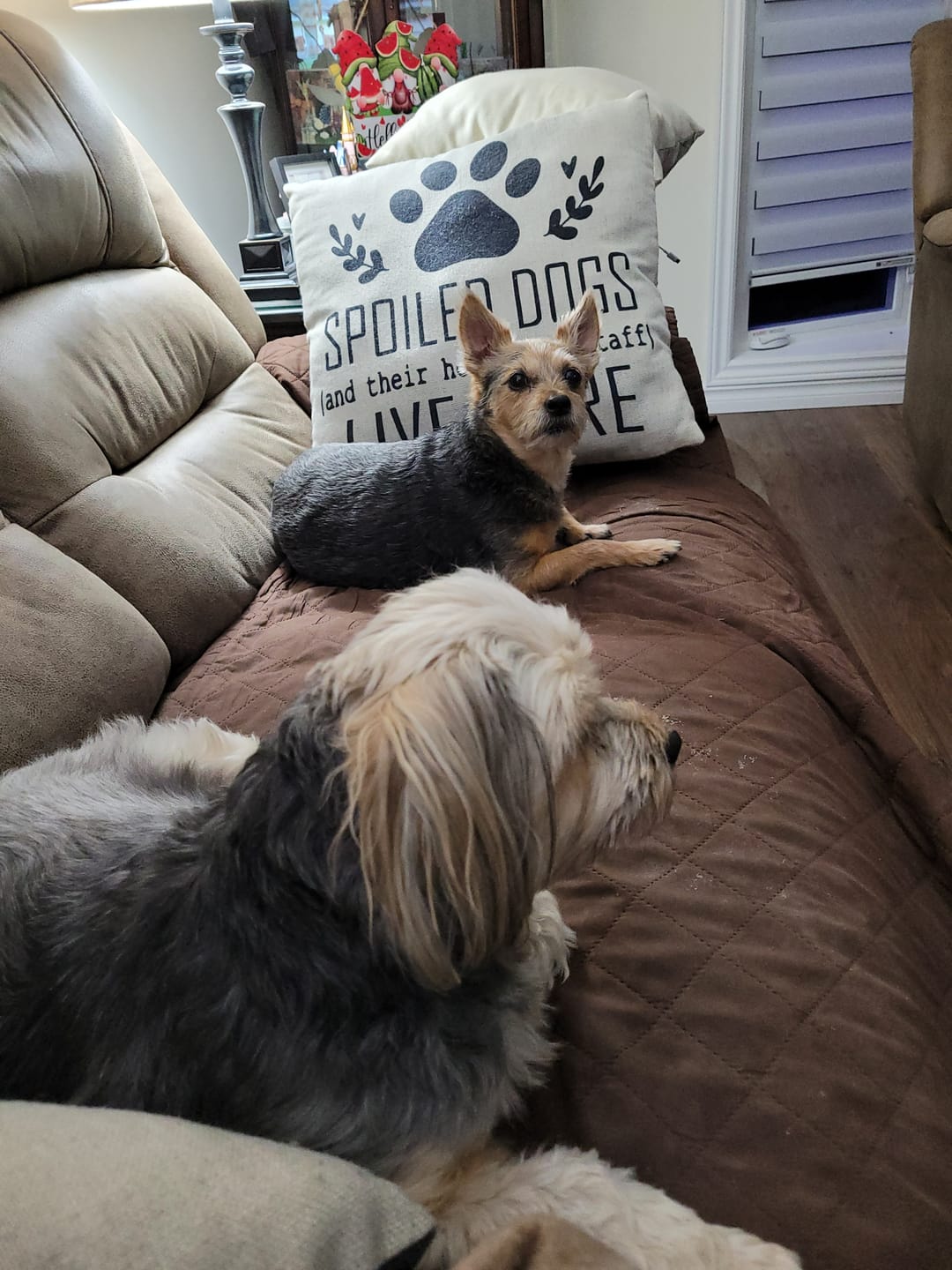 Customer photo review of 6 Inch Standard Bully Stick