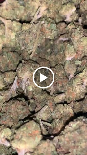 KIND - Tahoe OG - Minis - 28 Grams - Indica photo review