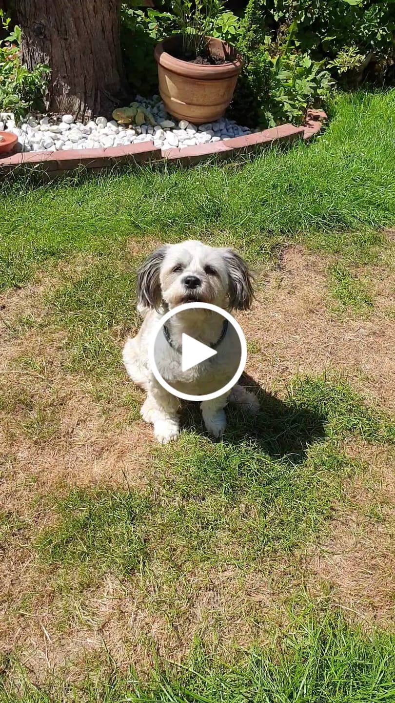 Customer video review of Wurmtest Basic Hund