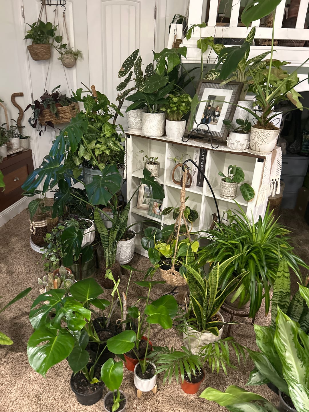 Customer photo review of Houseplant Pest Spray