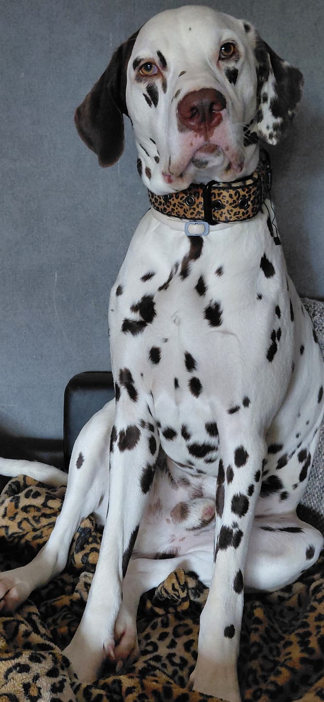 Customer photo review of Active Komfort Leopard - Brett slitstarkt hundhalsband med spänne
