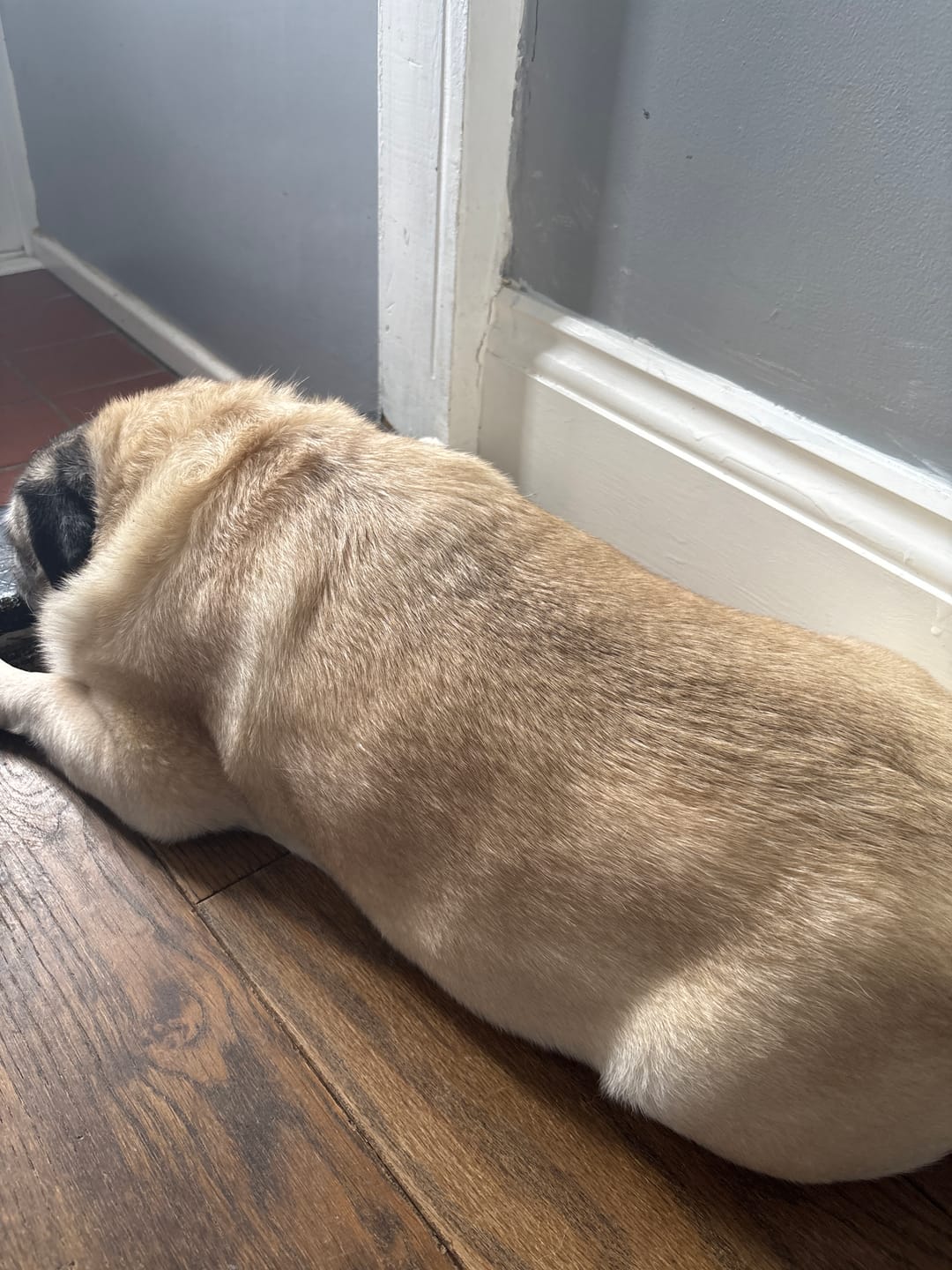 Customer photo review of Lavender & Chamomile 4-in-1 Calming Dog Shampoo