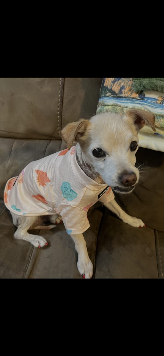Customer photo review of Sunblock Dog T-Shirt - Seashell