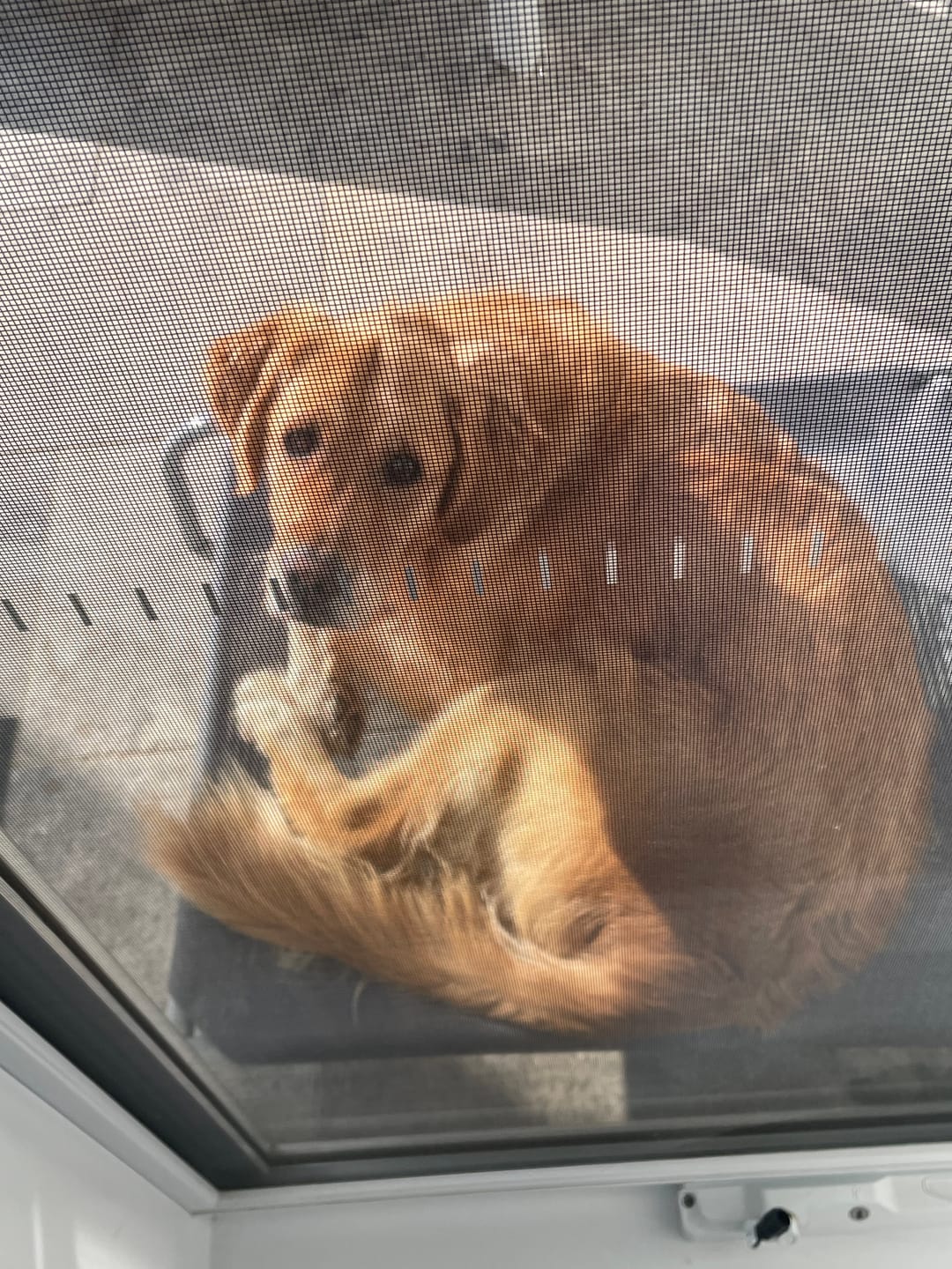Customer photo review of Outdoor Dog Bed - Pet Trampoline