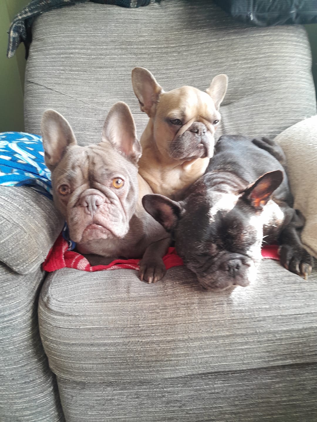 Customer photo review of Dog Skin Rescue Bundle