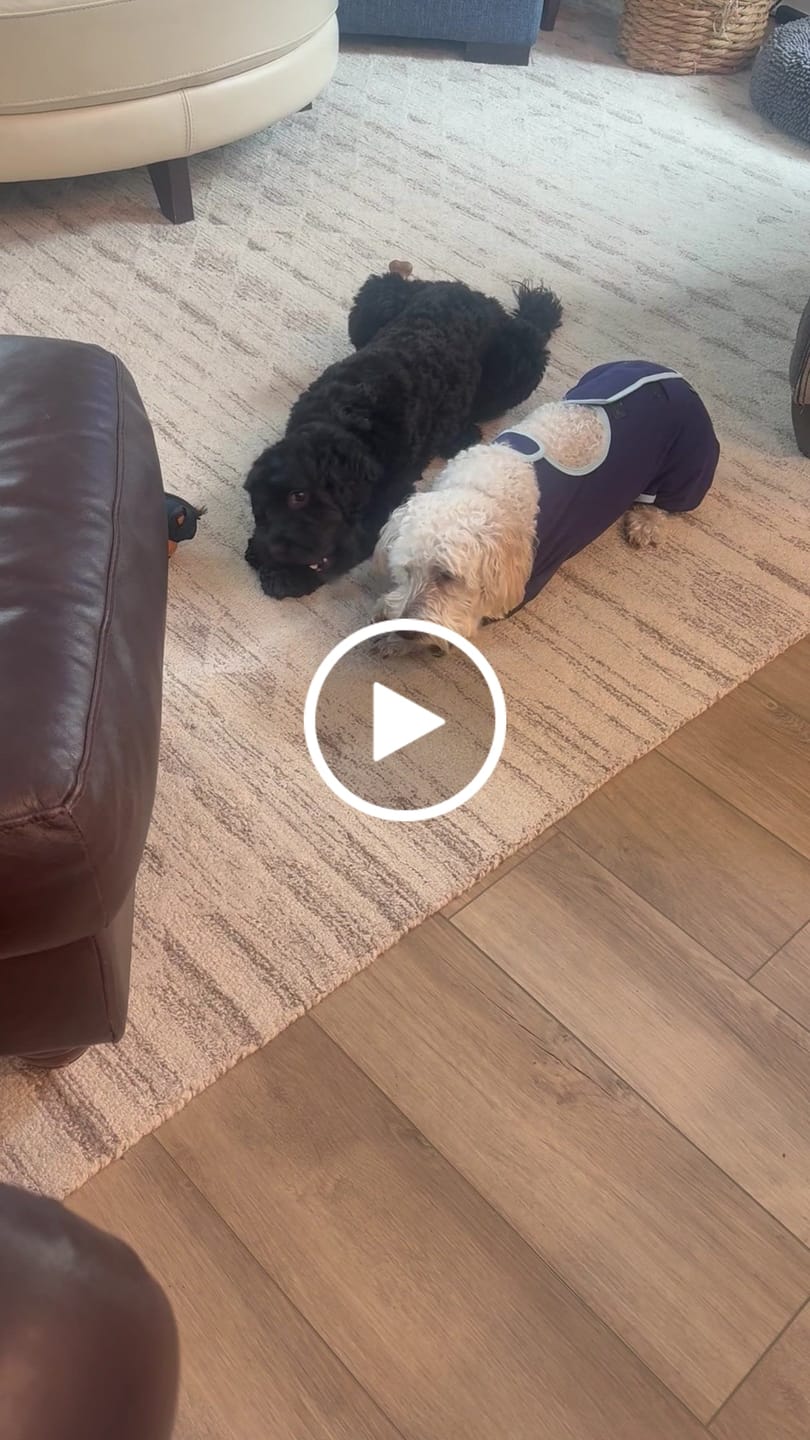 Customer video review of Blueberry Yak Chews
