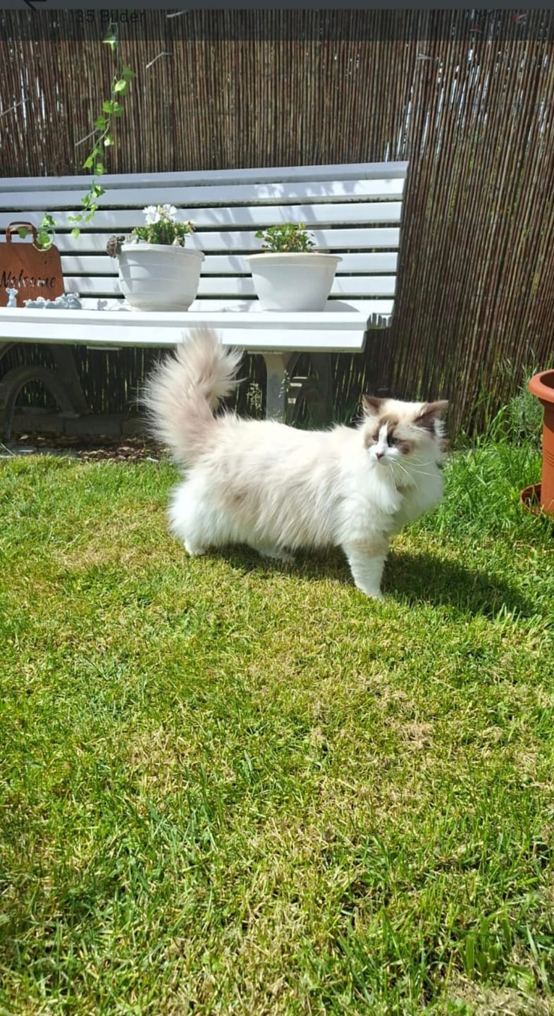 Customer photo review of Katzenklo Schaufel