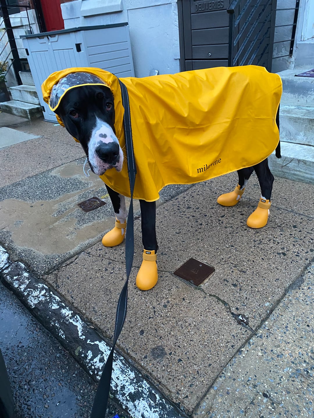 Customer photo review of WagWellies® by wagwear