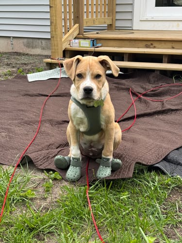Customer photo review of WagWellies® Mojave