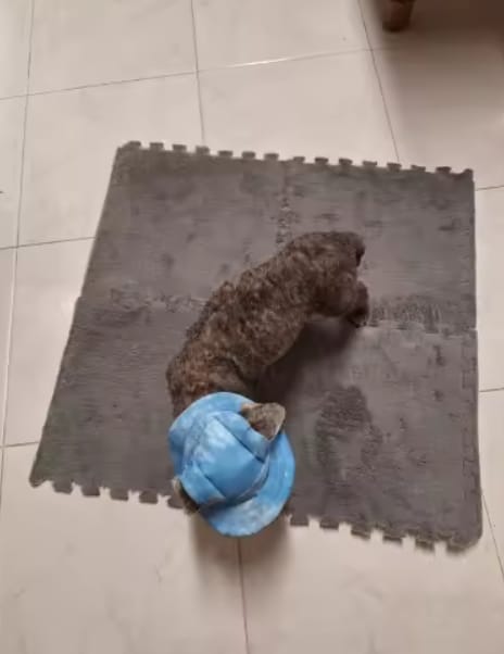 Customer photo review of Pet-Mat
