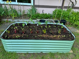 Customer's green modular garden bed assembled in a backyard and planted with young vegetable seedlings.
