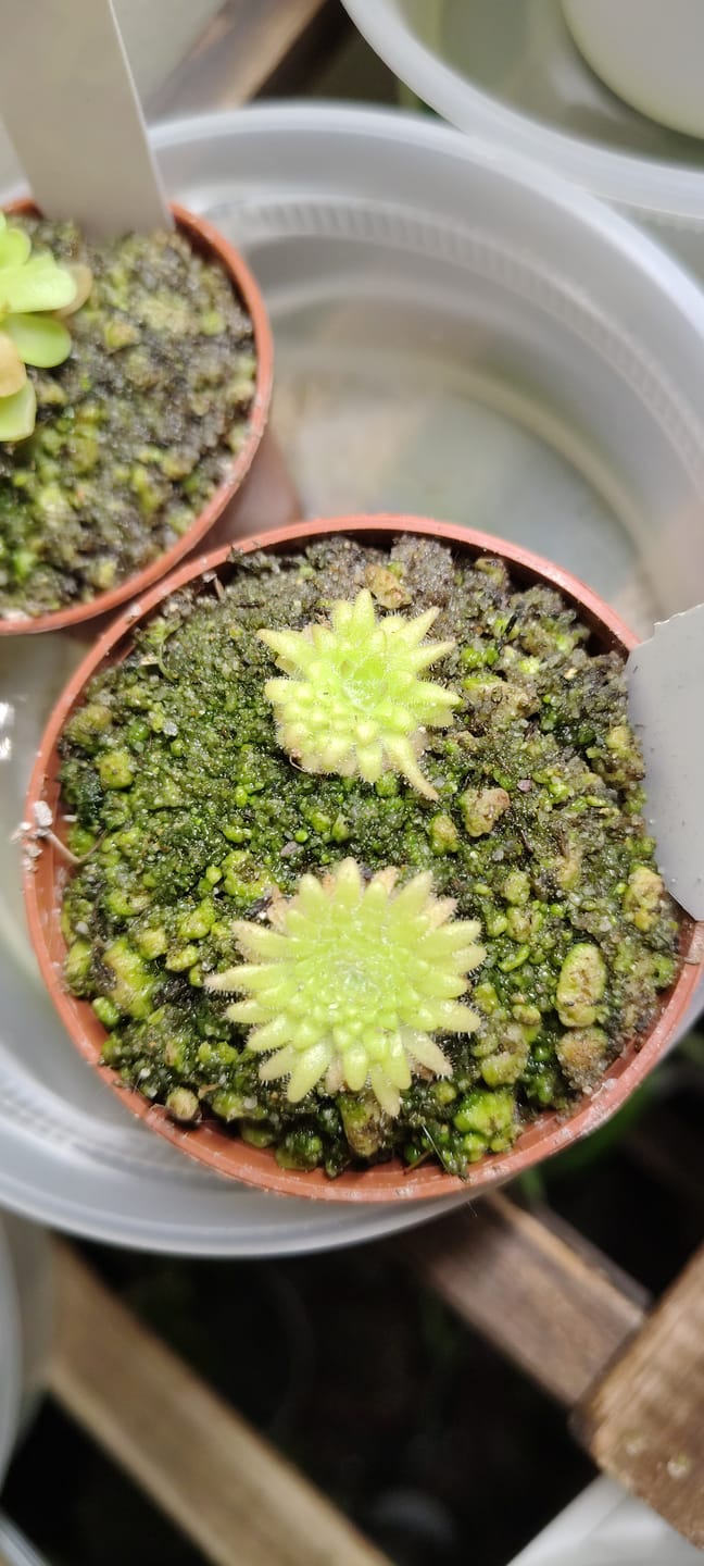 Customer photo review of Pinguicula gypsicola {Buena Vista, San Luis Potosi, Mex}