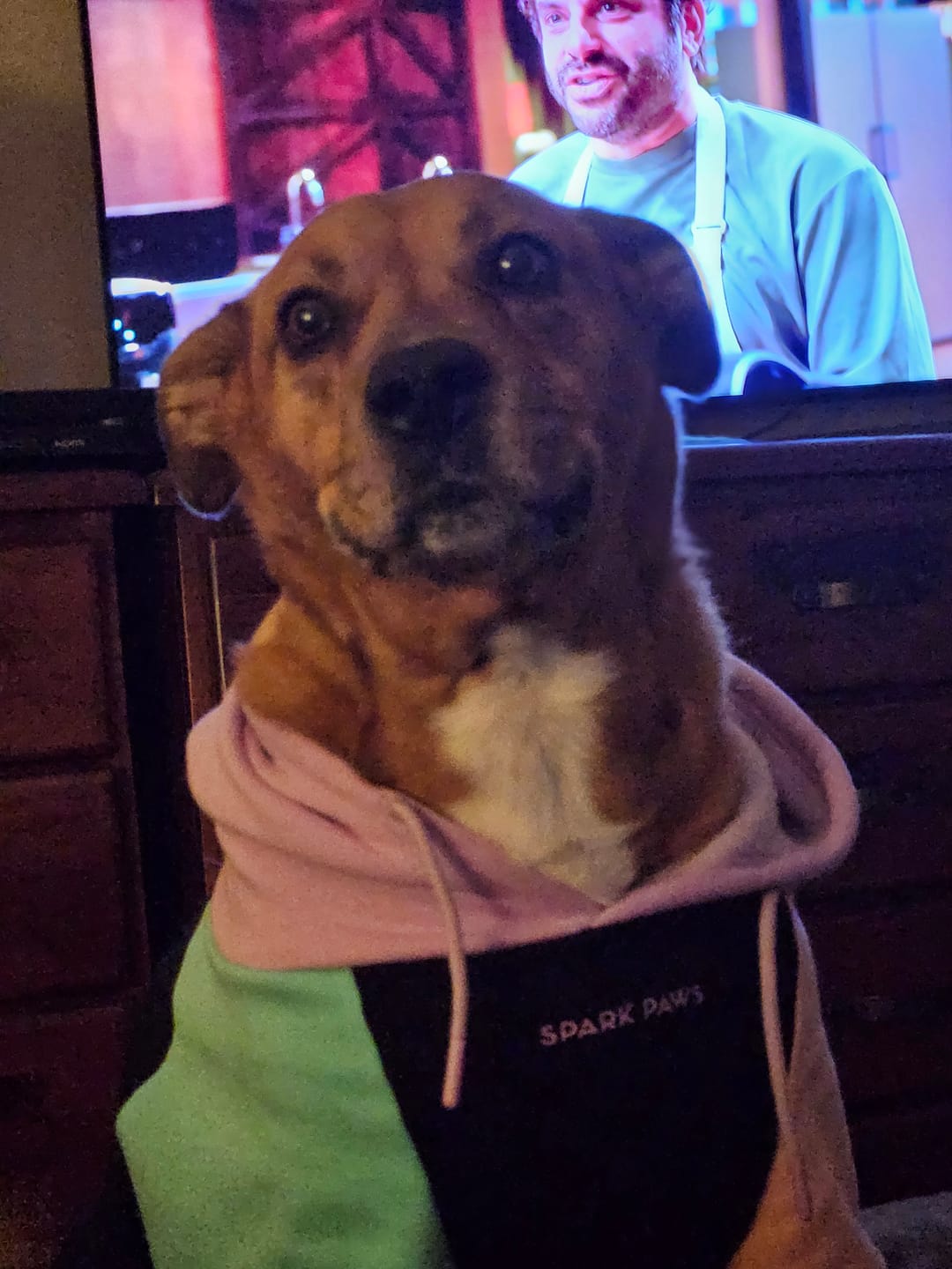 Customer photo review of Color Block Dog Hoodies