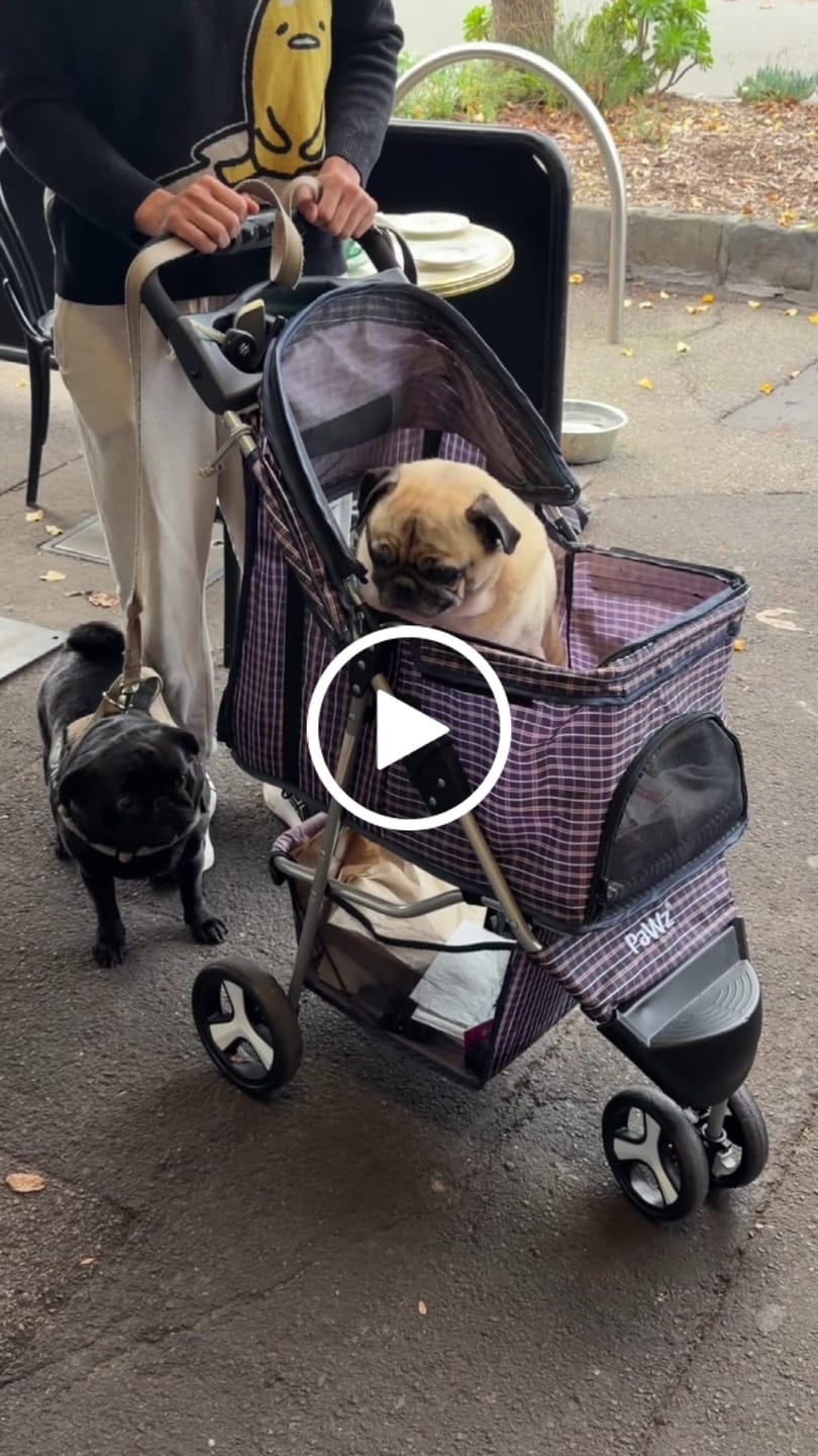 Customer video review of Large Dog Stroller - 3 Wheels