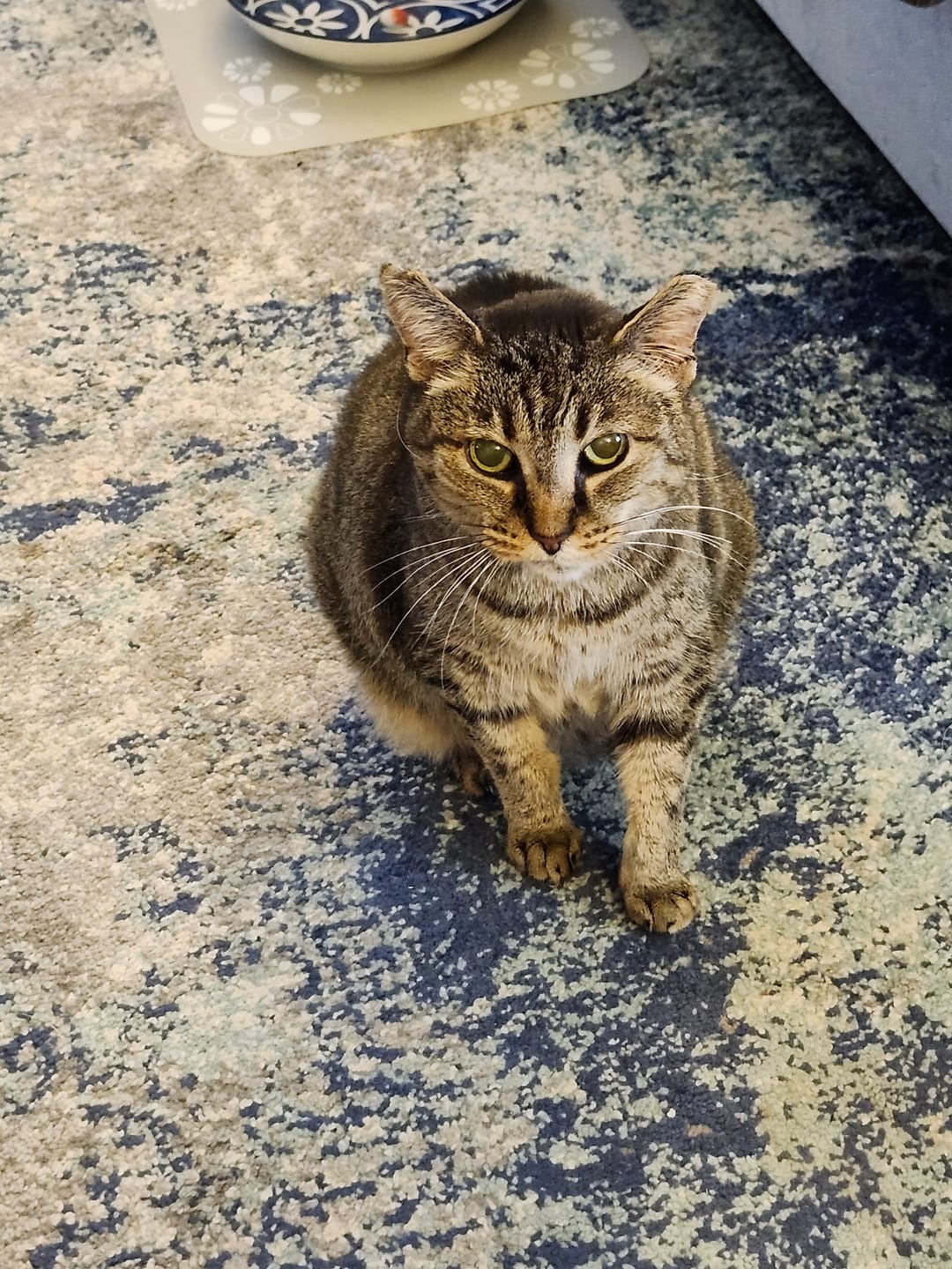 Customer photo review of Bark-Less Bites