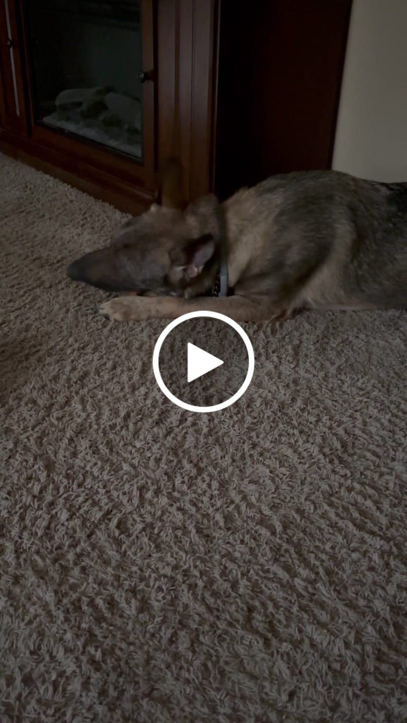 Customer video review of Pumpkin Yak Chews