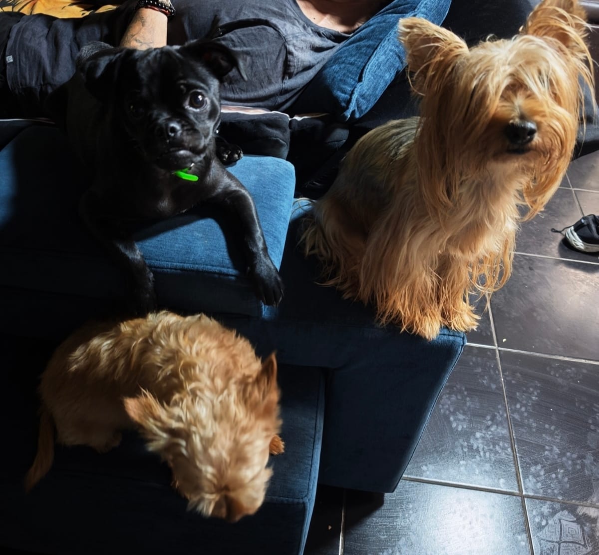 Customer photo review of PetFamily Foods Razas Pequeñas