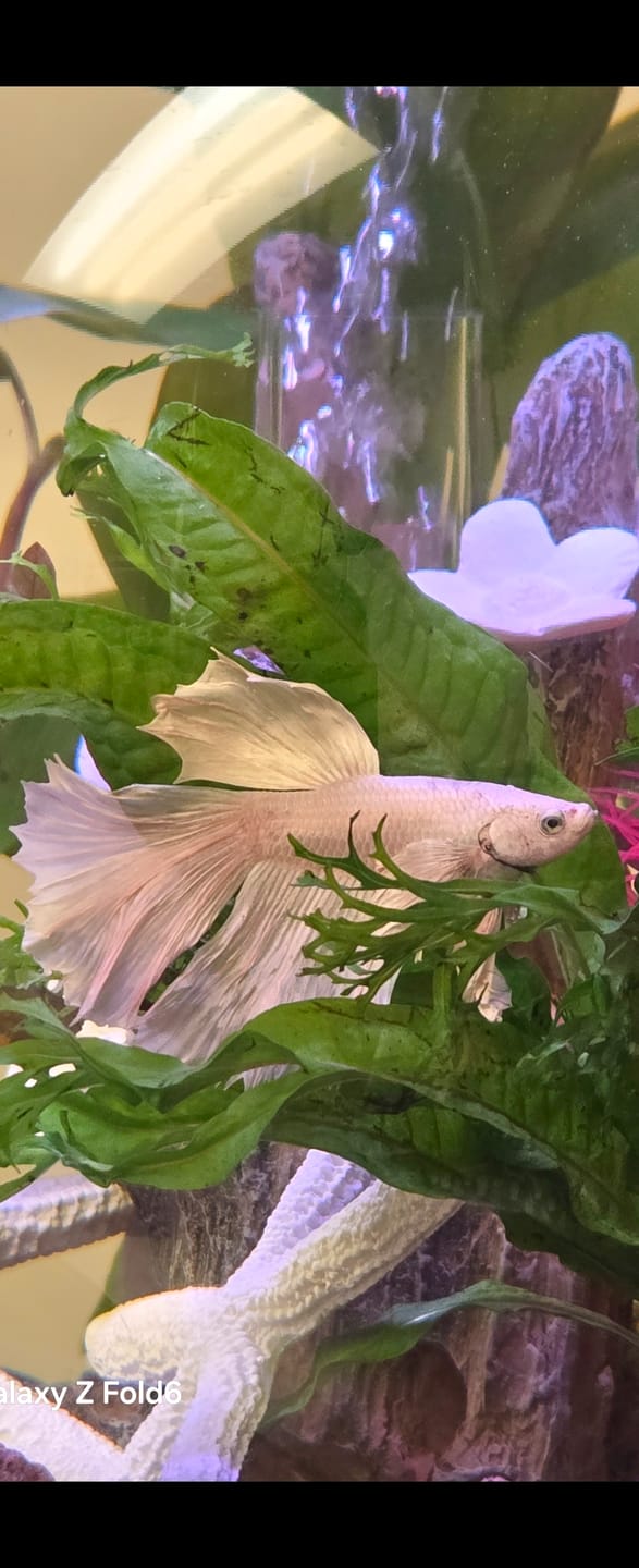 Customer photo review of Super White Dumbo Ear Halfmoon Male Betta Fish