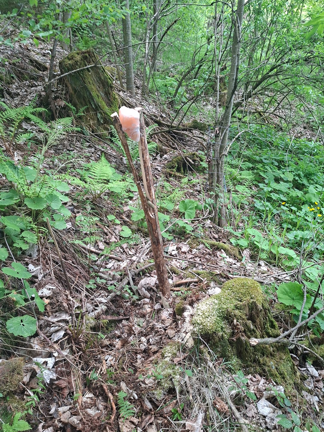 Customer photo review of Bergkern, Salzleckstein - 25kg