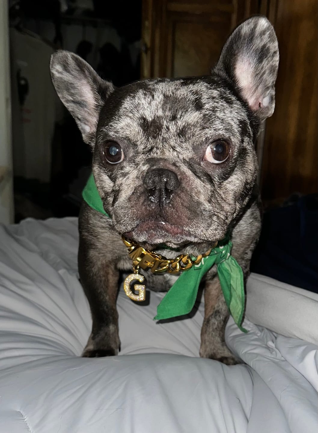 Customer photo review of Cuban Link Chain Dog Collar - Gold