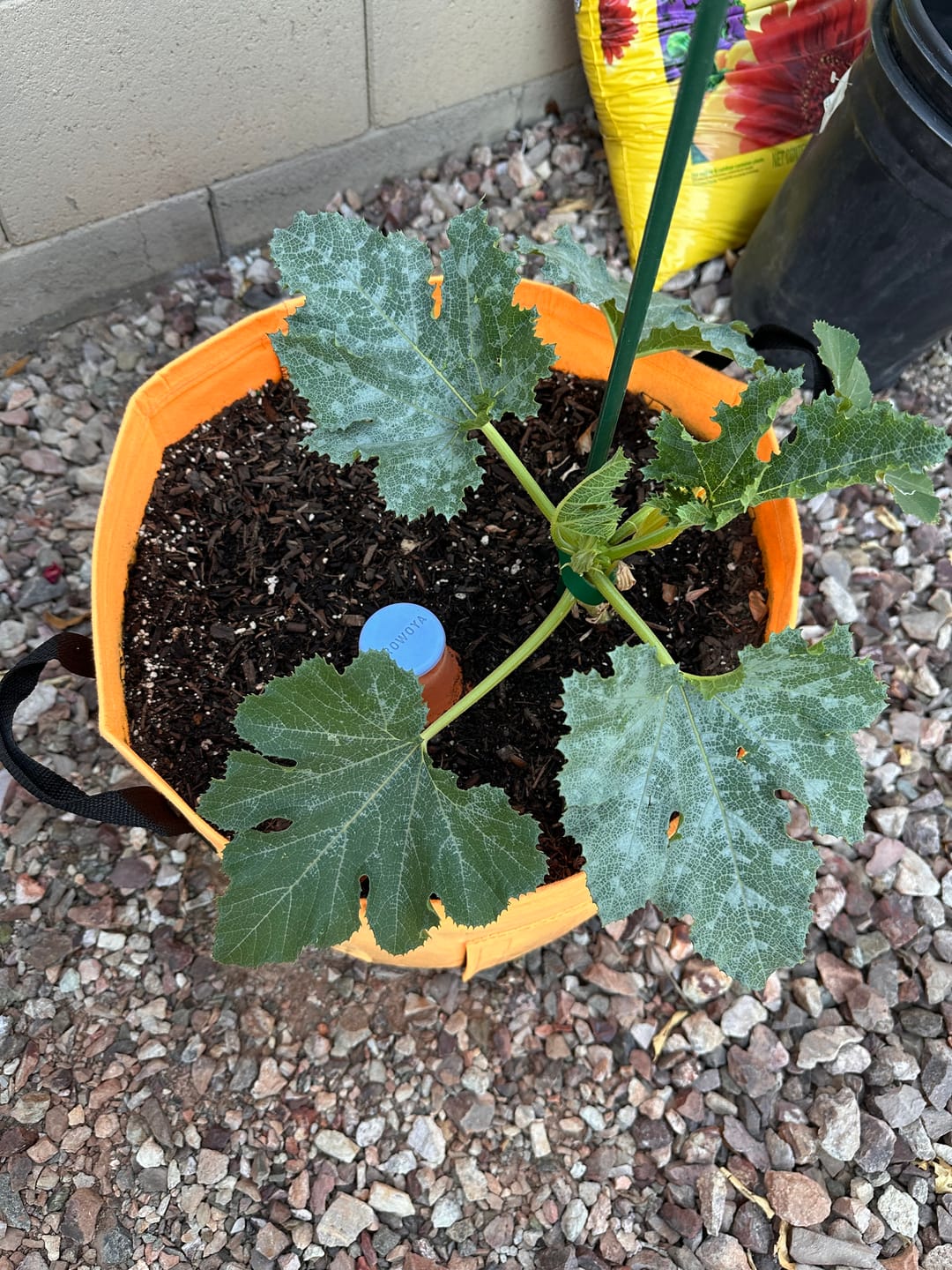 Customer photo review of Oya™ Watering Pot