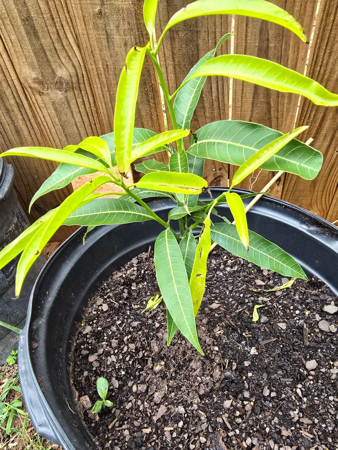 Customer photo review of Kent Mango Grafted 12+ Inchers Plant