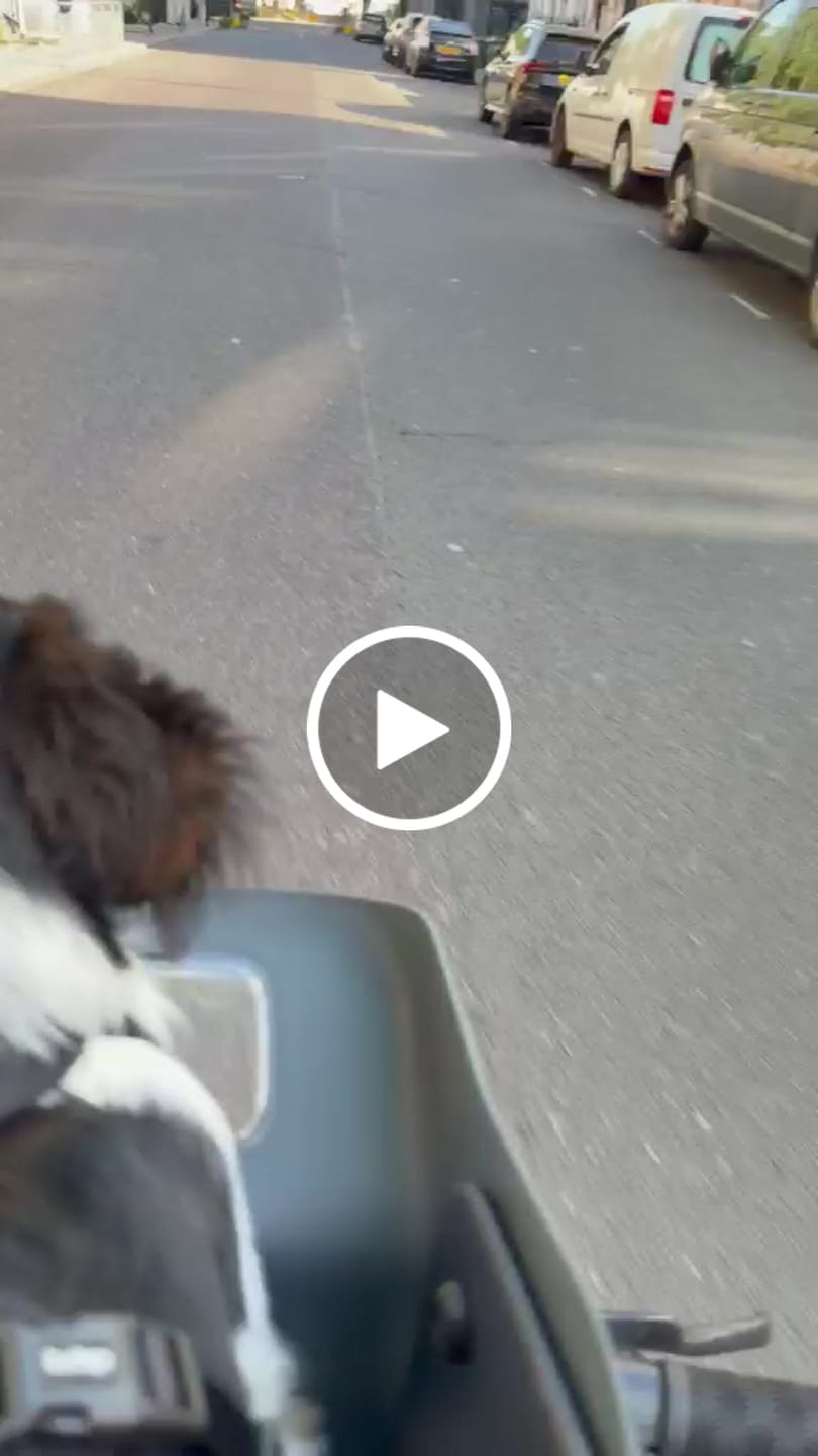 Customer video review of Kvisp Dog Bike Carrier