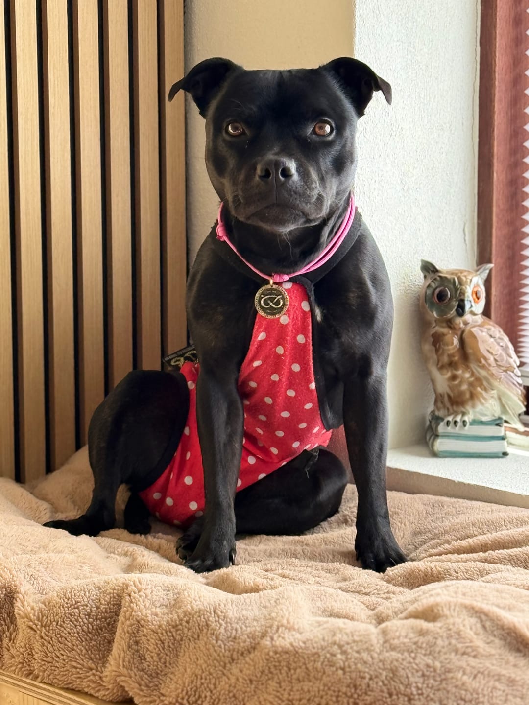 Customer photo review of Staffordshire Bull Terrier 1935® Hygiene Panties with Suspenders - Polka Dot
