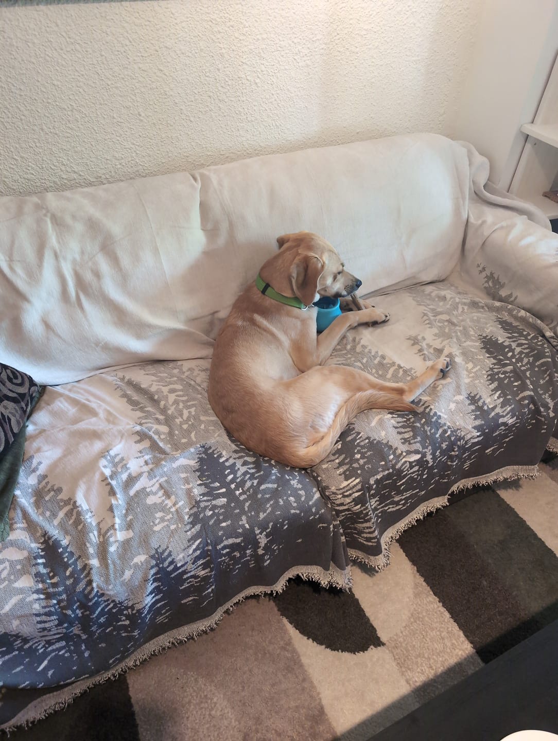 Customer photo review of Pet Couch Covers