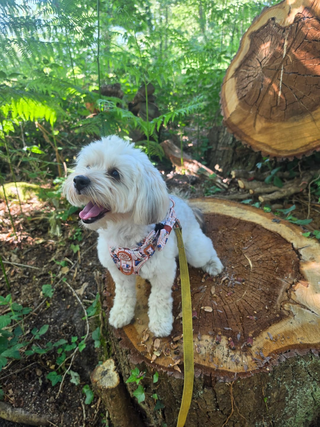 Customer photo review of Paddington™ Tough Trails™ Harness - Peckish Paddington