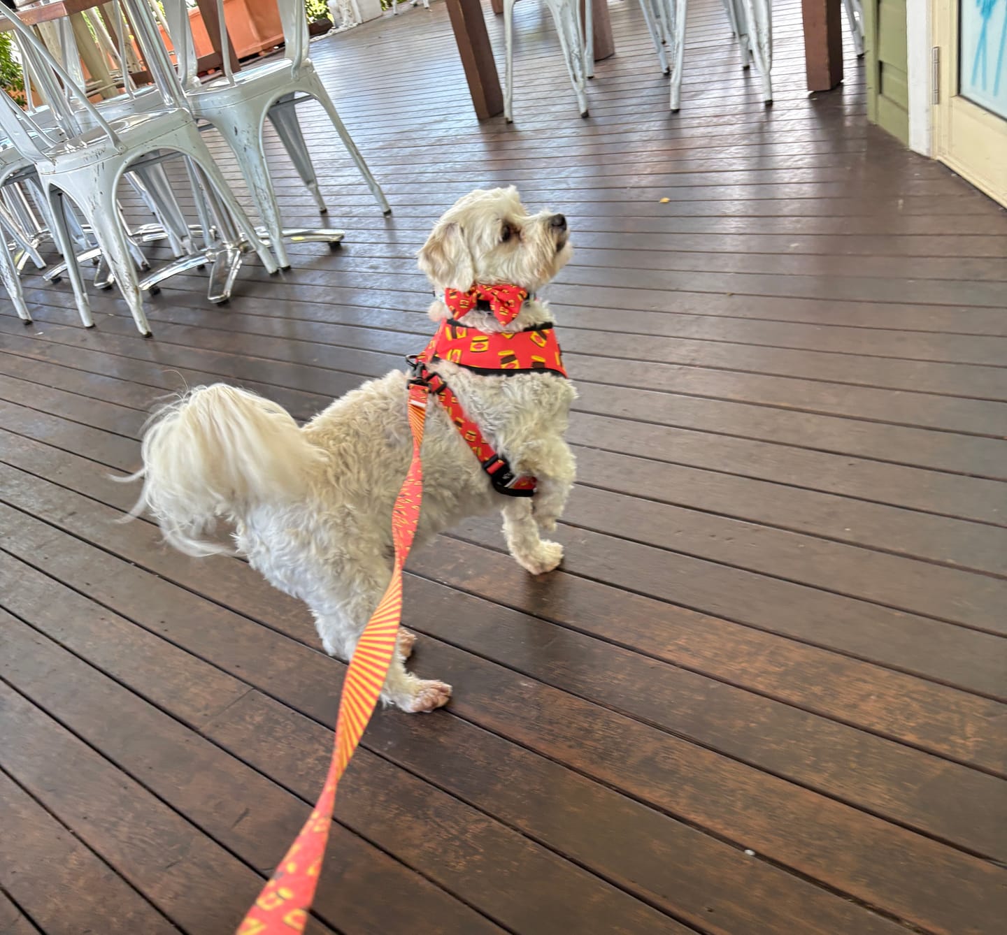 Customer photo review of HARNESS REVERSIBLE - DOGEMITE